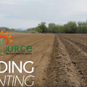 Seeding: Planting